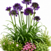 AGAPANTHUS BLACK JACK PBR 19CM - Image 2