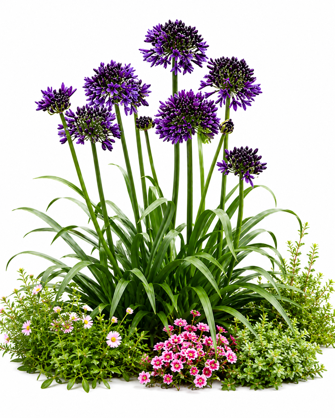 AGAPANTHUS BLACK JACK PBR 19CM - Image 2