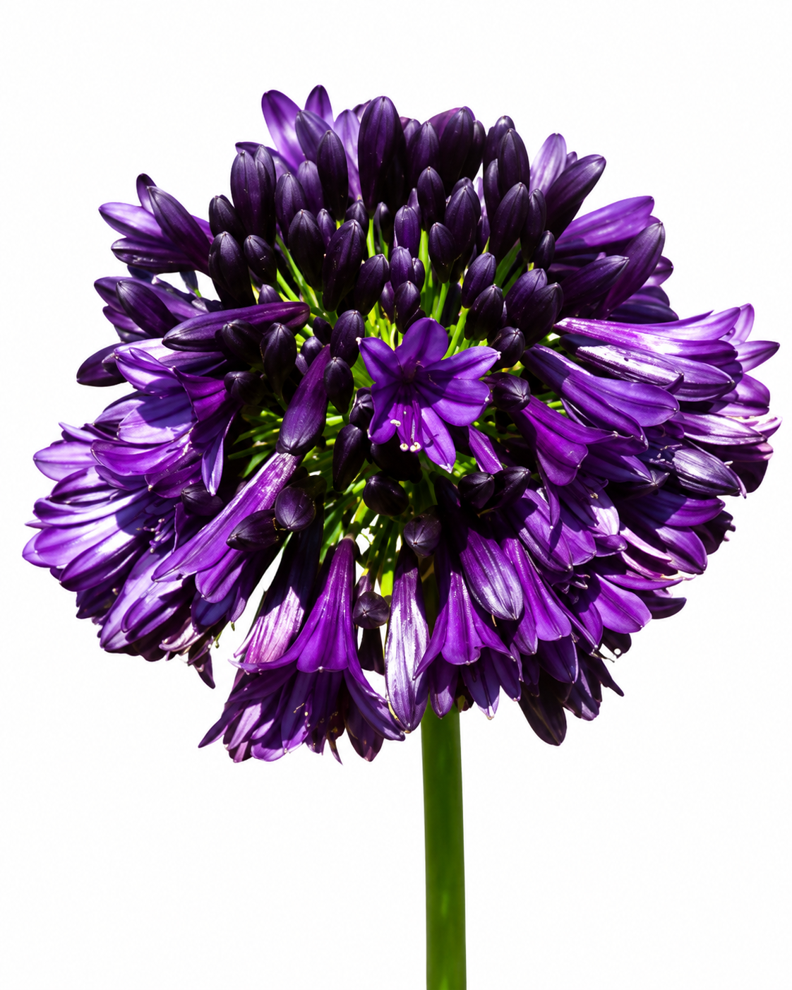 AGAPANTHUS BLACK JACK PBR 19CM
