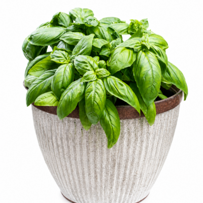BASIL GREEN 6 PACK