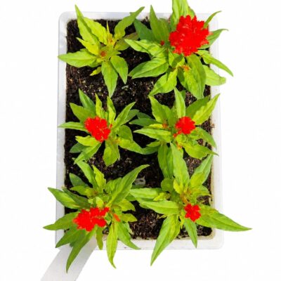 CELOSIA VARIOUS 6 PACK
