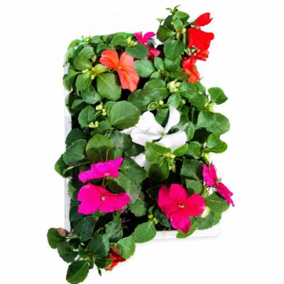 IMPATIENS VARIOUS 6 PACK