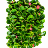 BEGONIA VARIOUS 30 PACK - Image 2