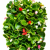 BEGONIA VARIOUS 30 PACK