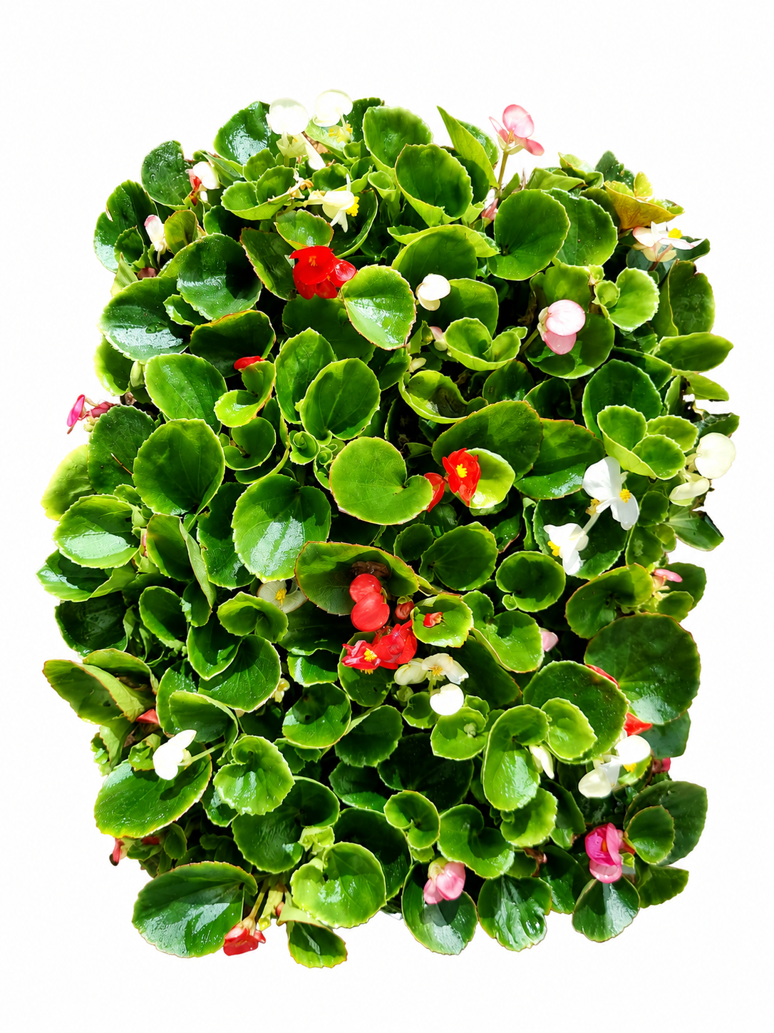 BEGONIA VARIOUS 30 PACK