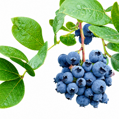 BLUE BERRIES 10LT