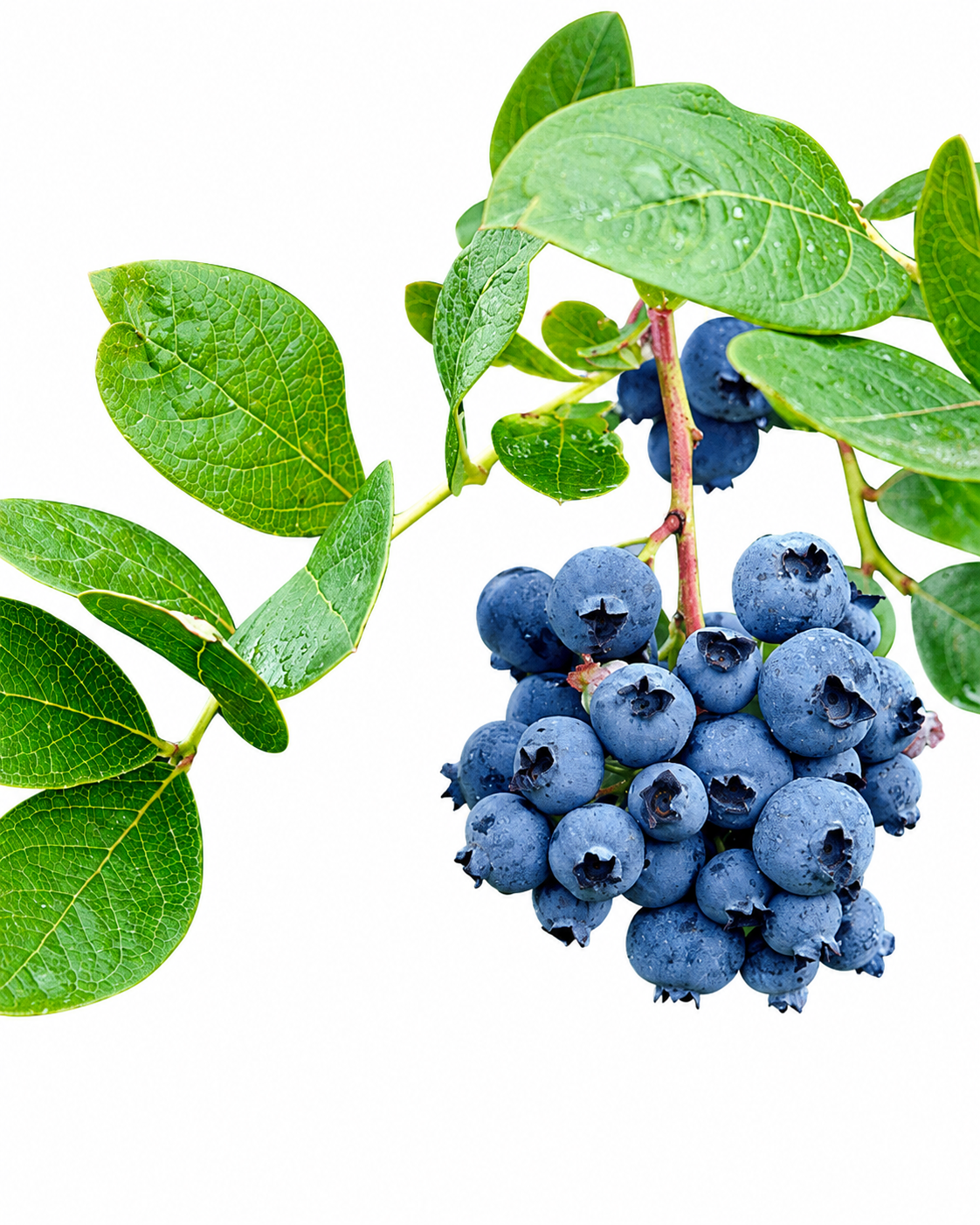 BLUE BERRIES 10LT