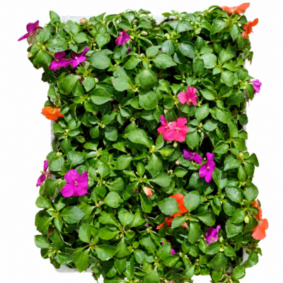 IMPATIENS VARIOUS 30 PACK