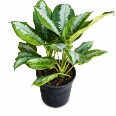 AGLAONEMA PATTAYA BEAUTY 19CM