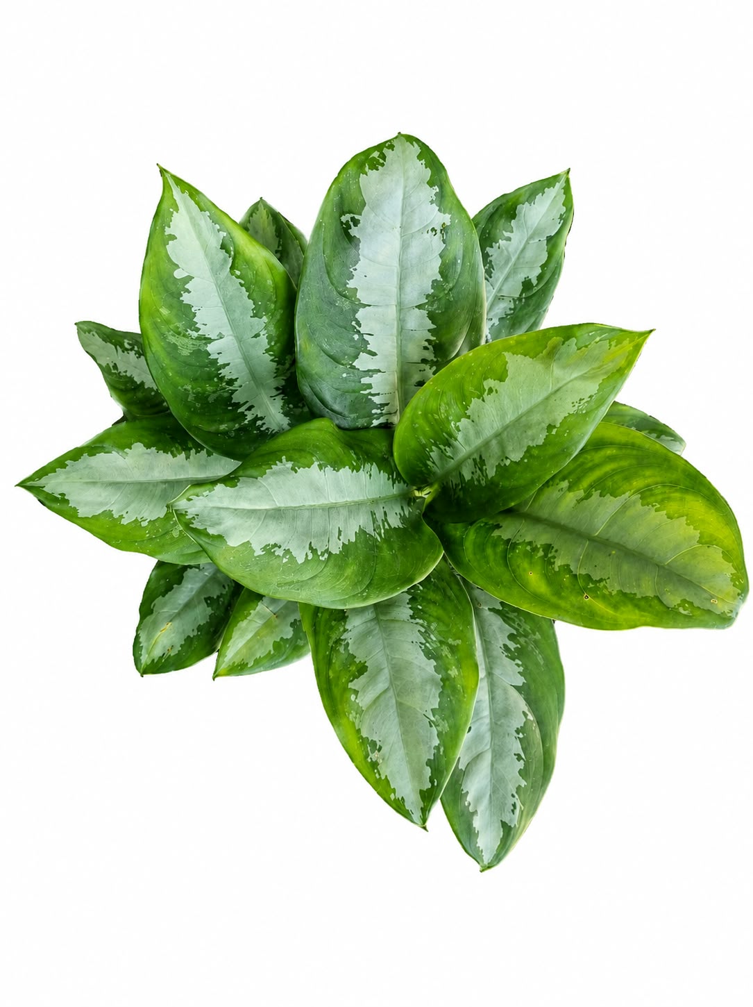 AGLAONEMA PATTAYA BEAUTY 19CM - Image 2