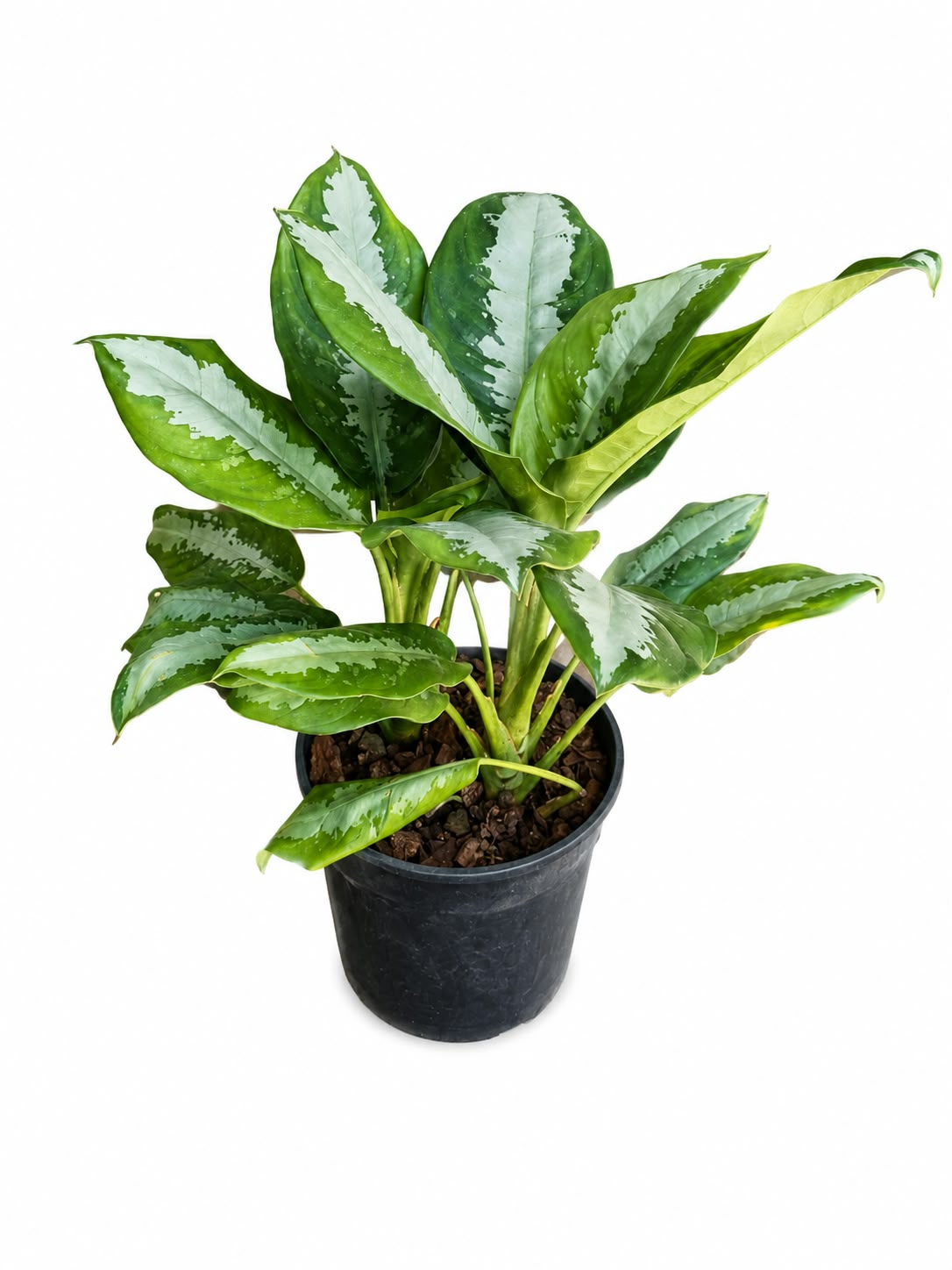 AGLAONEMA PATTAYA BEAUTY 19CM