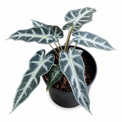 ALOCASIA AMAZONICA 14CM