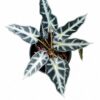 ALOCASIA AMAZONICA 14CM - Image 2