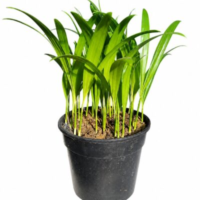 ARECA BAMBOO PALM 14CM