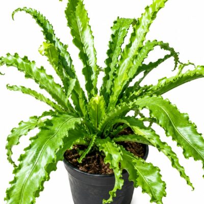 ASPLENIUM OSAKA 19CM
