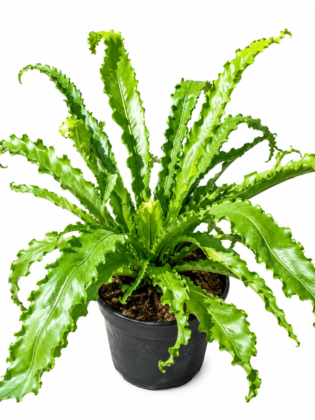 ASPLENIUM OSAKA 19CM