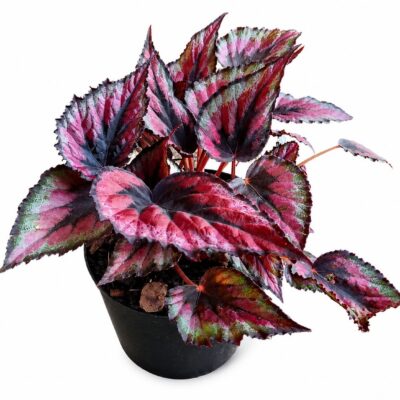 BEGONIA REX VARIOUS 14CM
