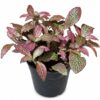 FITTONIA VARIOUS 12CM