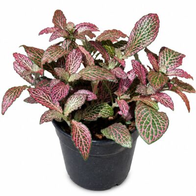 FITTONIA VARIOUS 12CM