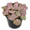 FITTONIA VARIOUS 12CM - Image 3