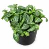 FITTONIA VARIOUS 12CM - Image 2