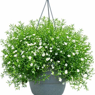 GYPSOPHILA HANGING BASKET