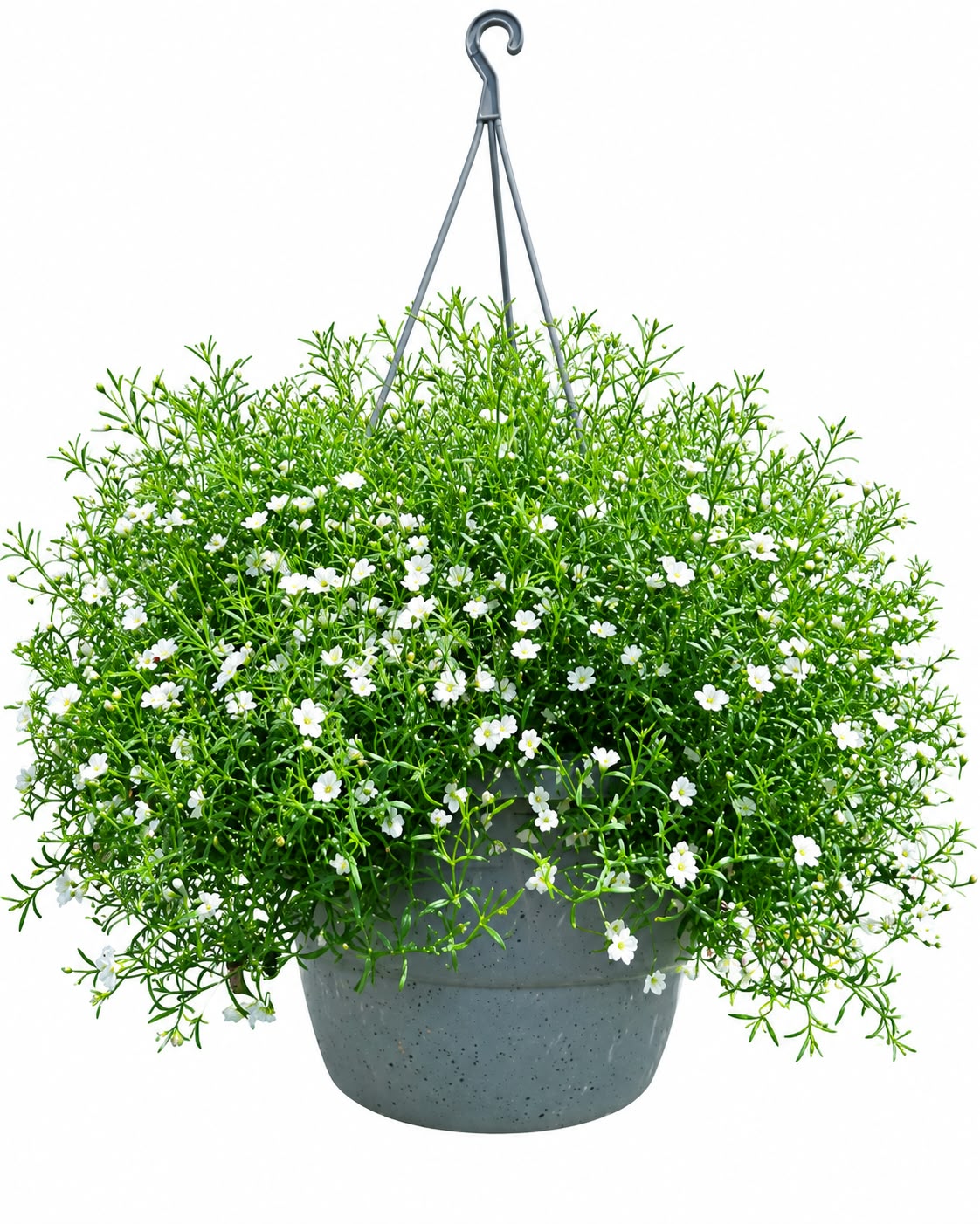 GYPSOPHILA HANGING BASKET
