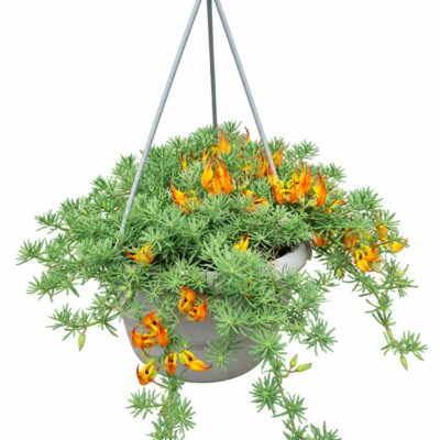 LOTUS HANGING BASKET