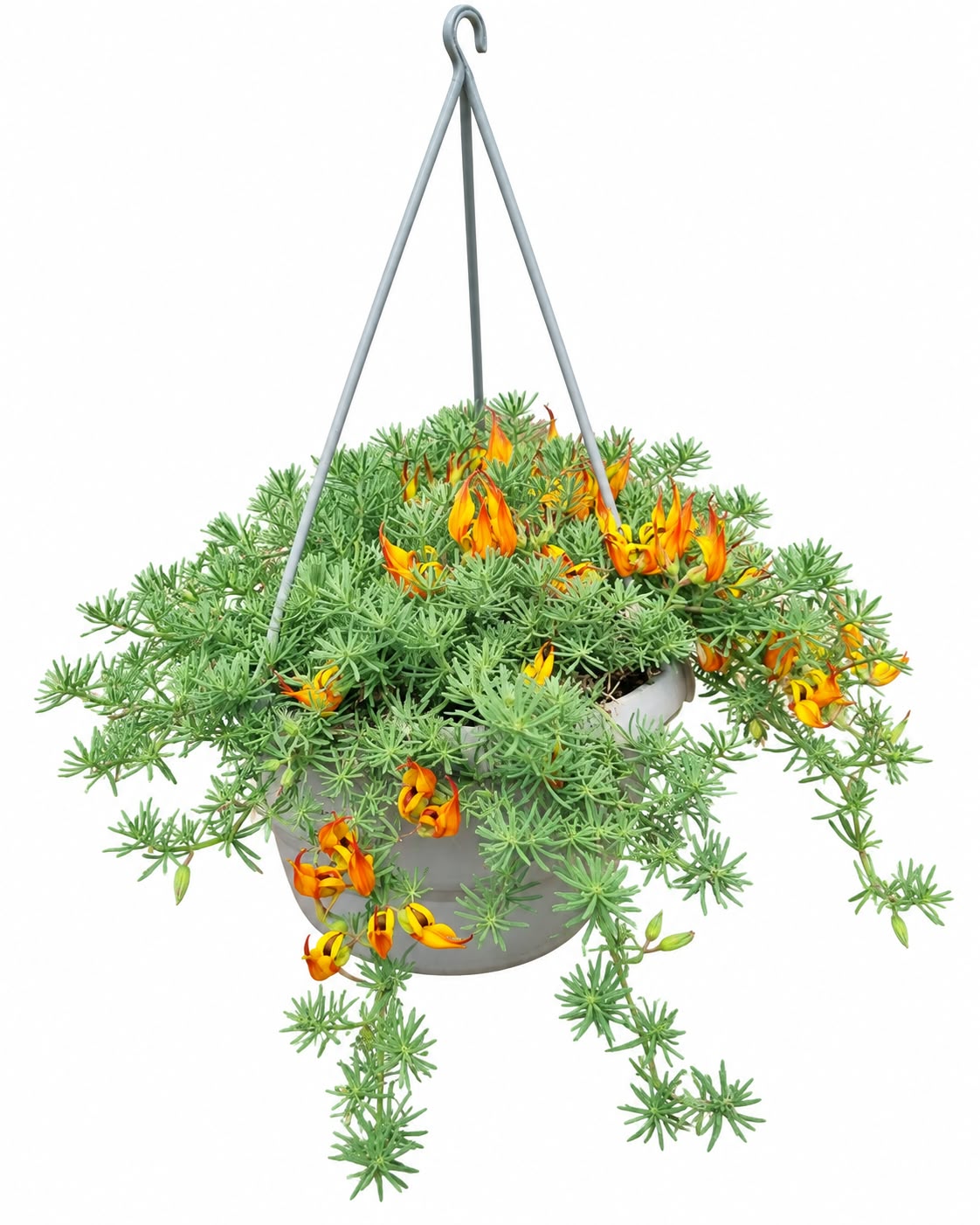 LOTUS HANGING BASKET