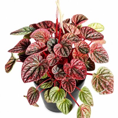 PEPEROMIA CAPERATA VARIEGATED 15CM