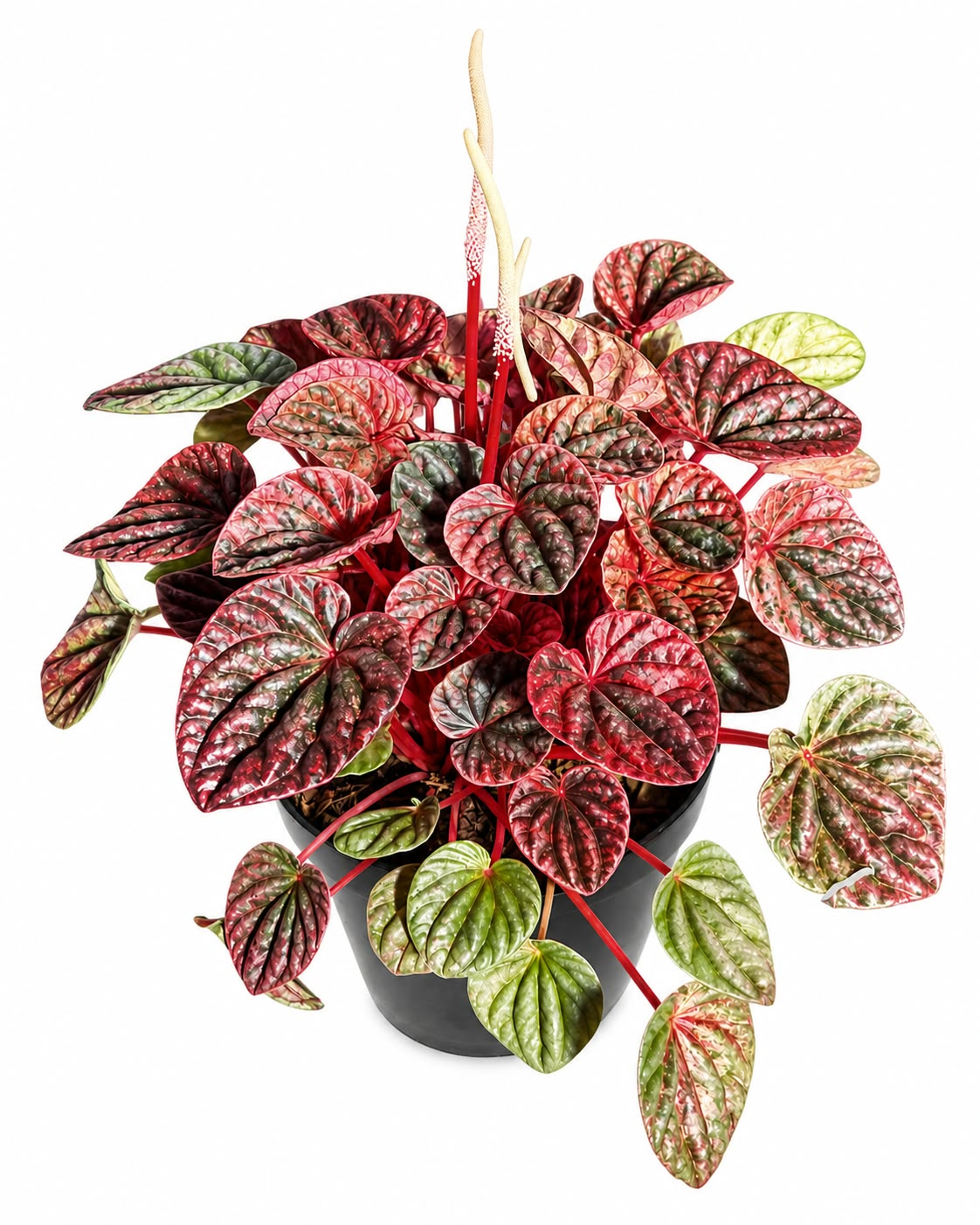 PEPEROMIA CAPERATA VARIEGATED 15CM