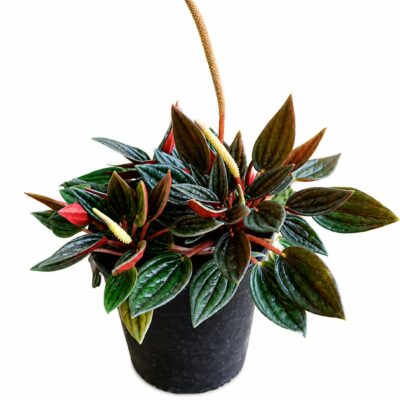 PEPEROMIA ZORRO 12CM