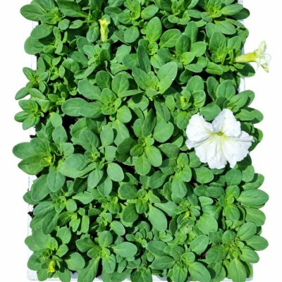 PETUNIA VARIOUS 30 PACK