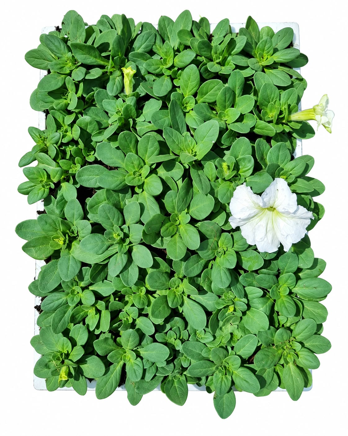 PETUNIA VARIOUS 30 PACK