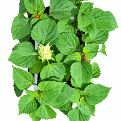 SALVIA VARIOUS 6 PACK