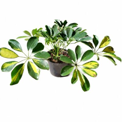 SCHEFFLERA GOLD CAPELLA 15CM