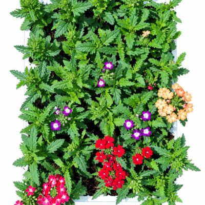 VERBENA VARIOUS 30 PACK