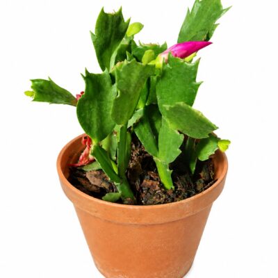 ZYGOCACTUS 10CM