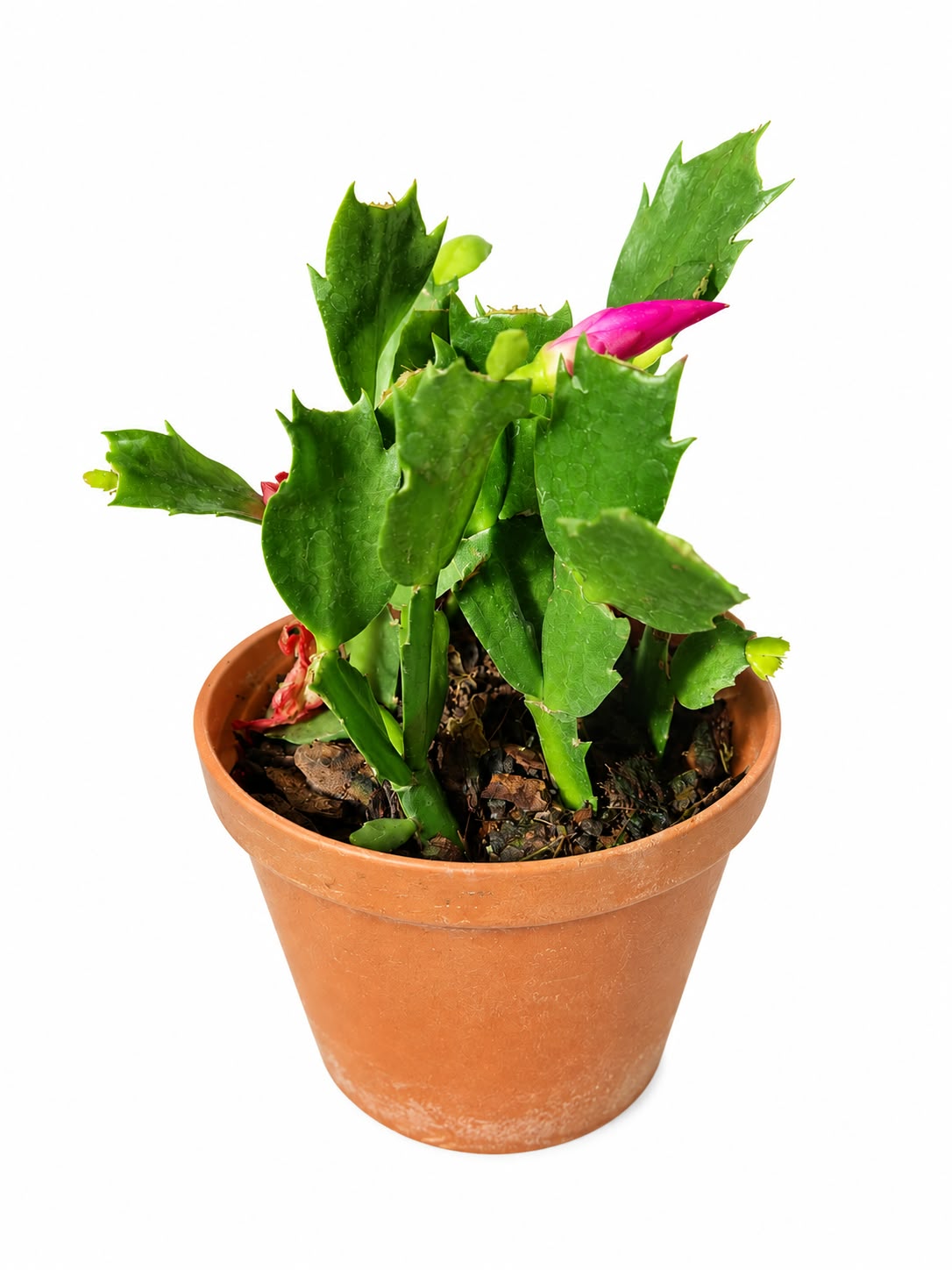 ZYGOCACTUS 10CM
