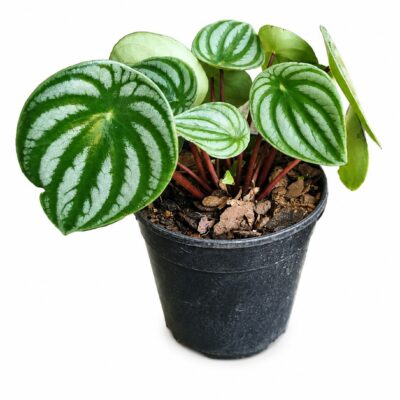 PEPEROMIA WATERMELON 12CM