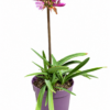 AGAPANTHUS POPPIN PINK 19CM - Image 2