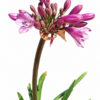 AGAPANTHUS POPPIN PINK 19CM