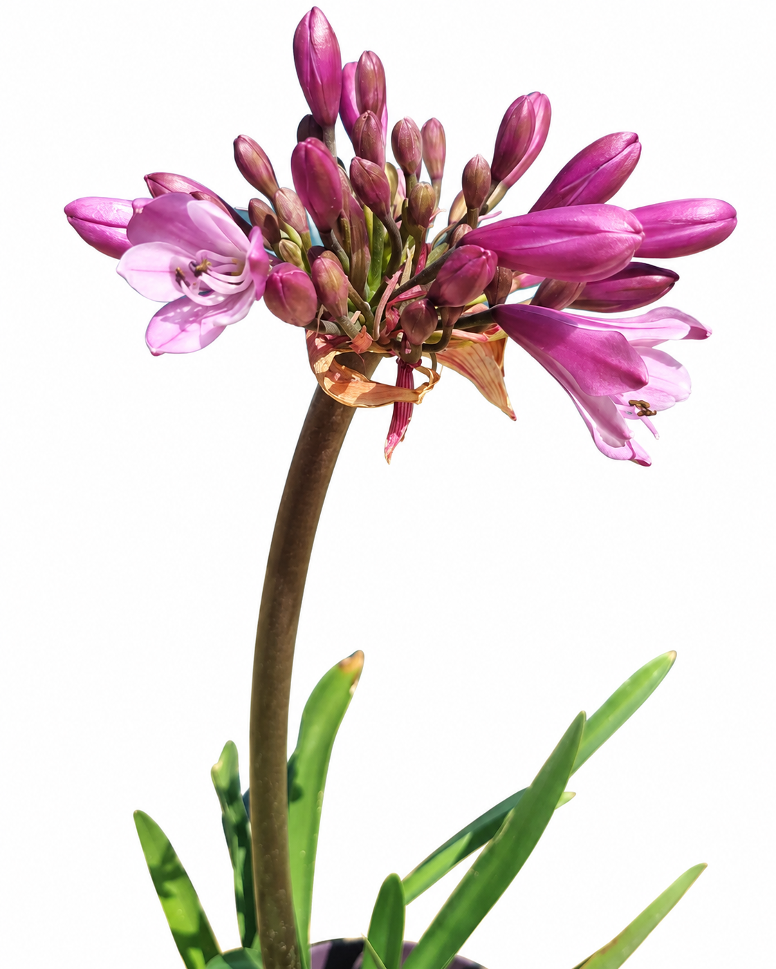 AGAPANTHUS POPPIN PINK 19CM