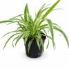 CHLOROPHYTUM (SPIDER PLANT) 12CM