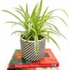 CHLOROPHYTUM (SPIDER PLANT) 12CM - Image 2